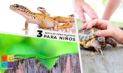 3 reptiles como mascota para niños
