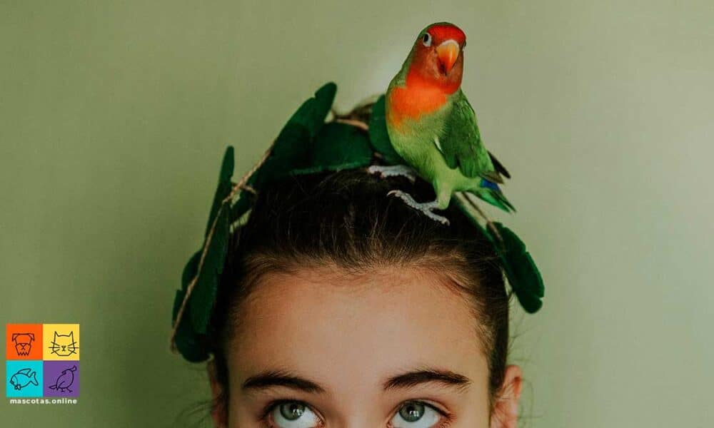 Curiosidades de las aves | Videos Educativos para Niños