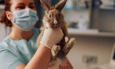 enfermedades mas comunes conejos