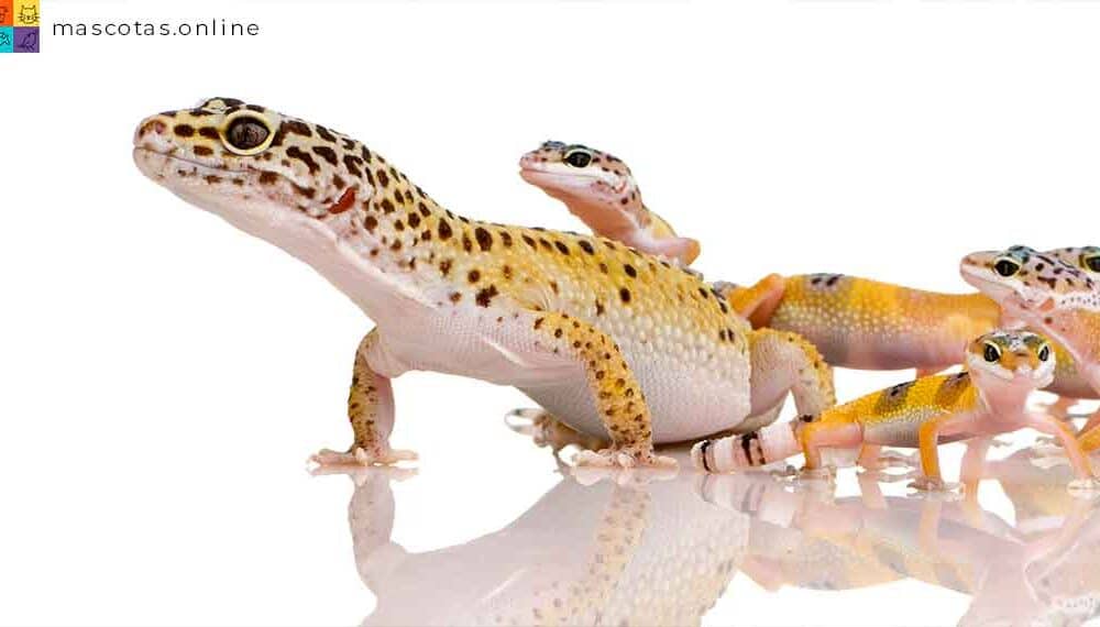 gecko reptiles como mascota para niños
