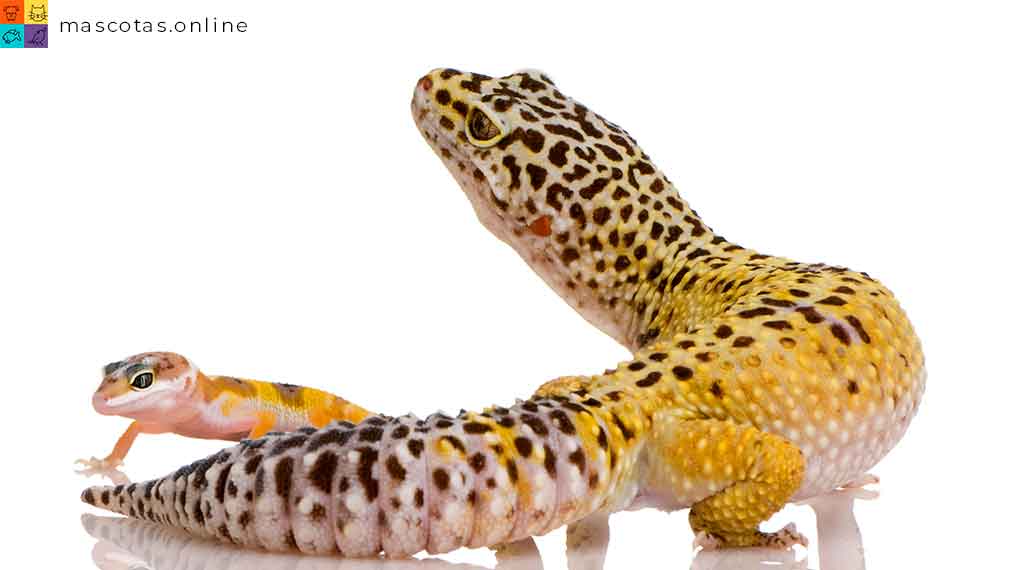 gecko con bebe reptil