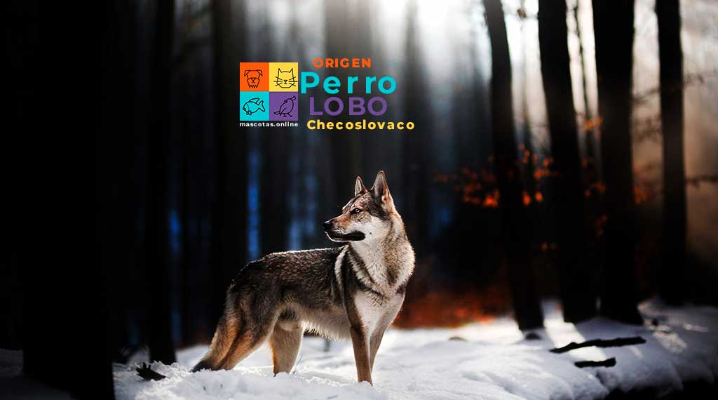 Perro Lobo Checoslovaco: wolfdog
