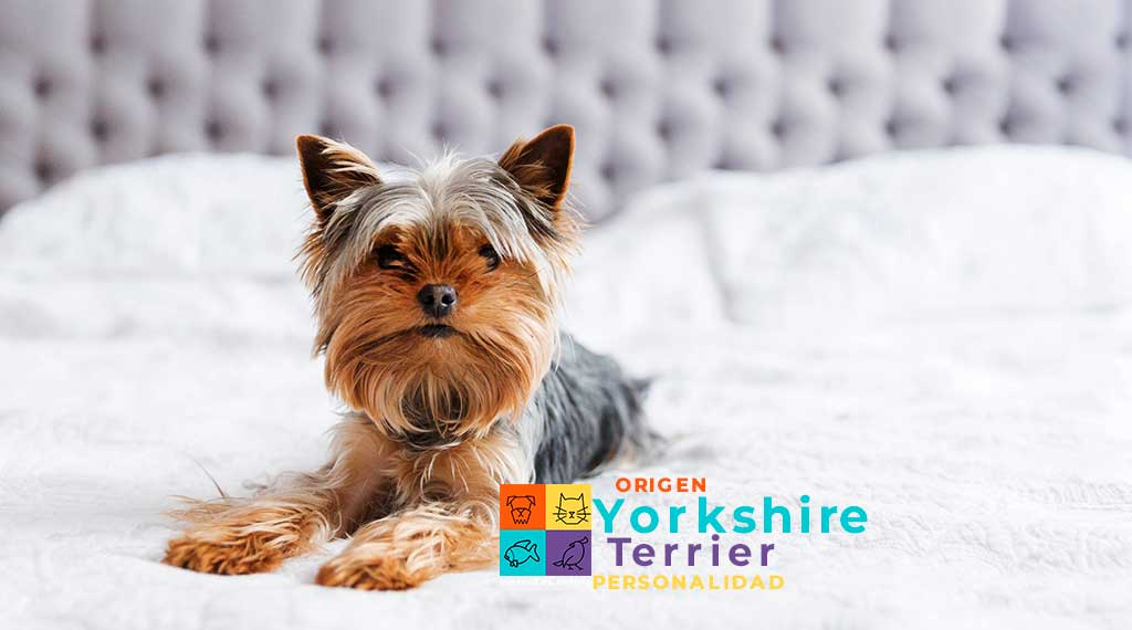 Yorkshire Terrier cuidados