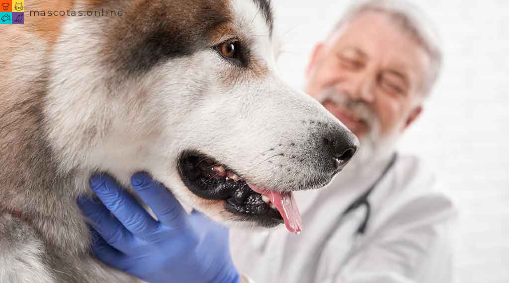 vacunando a perro de alaska