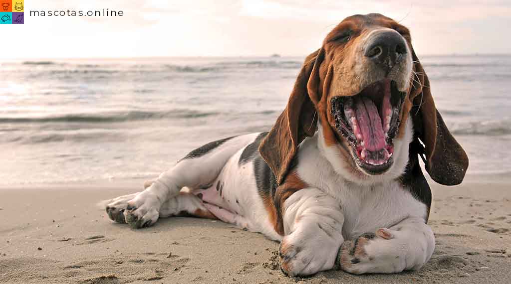 basset-hound-mascotas-online