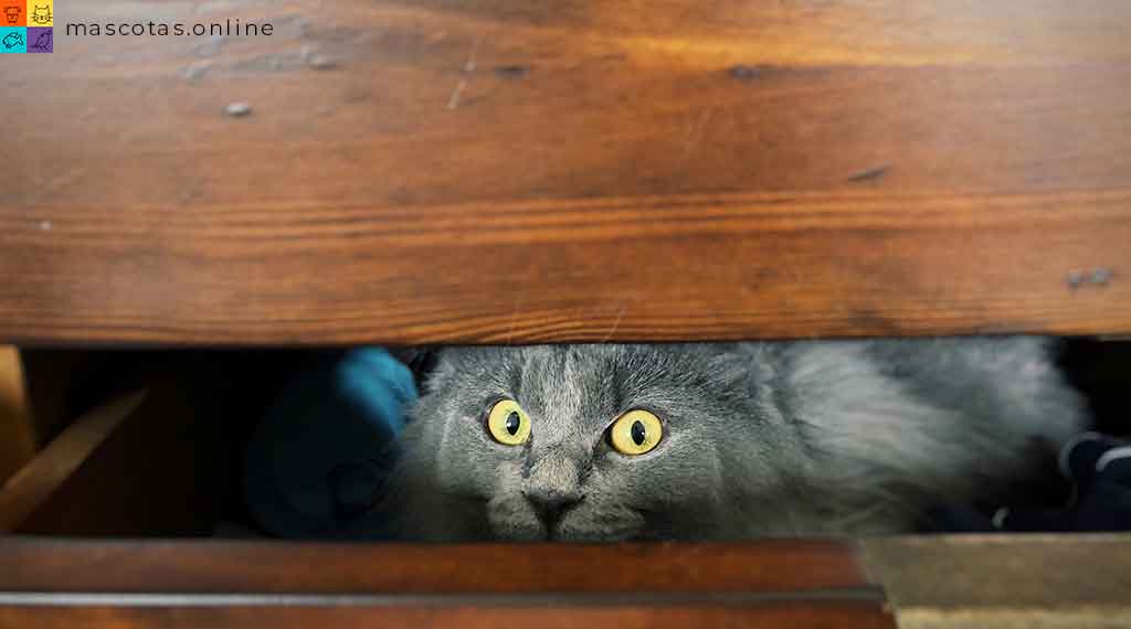 gato escondido en cajon