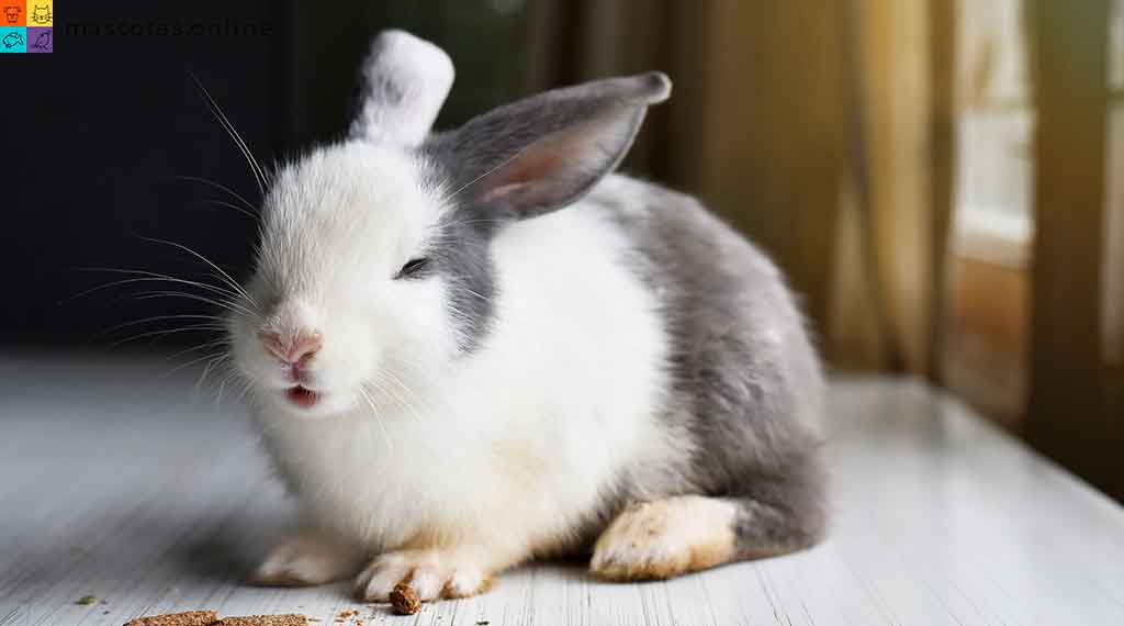 alimentos que no deben comer los conejos