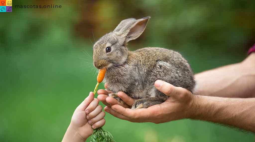 Conejo come zanahoria