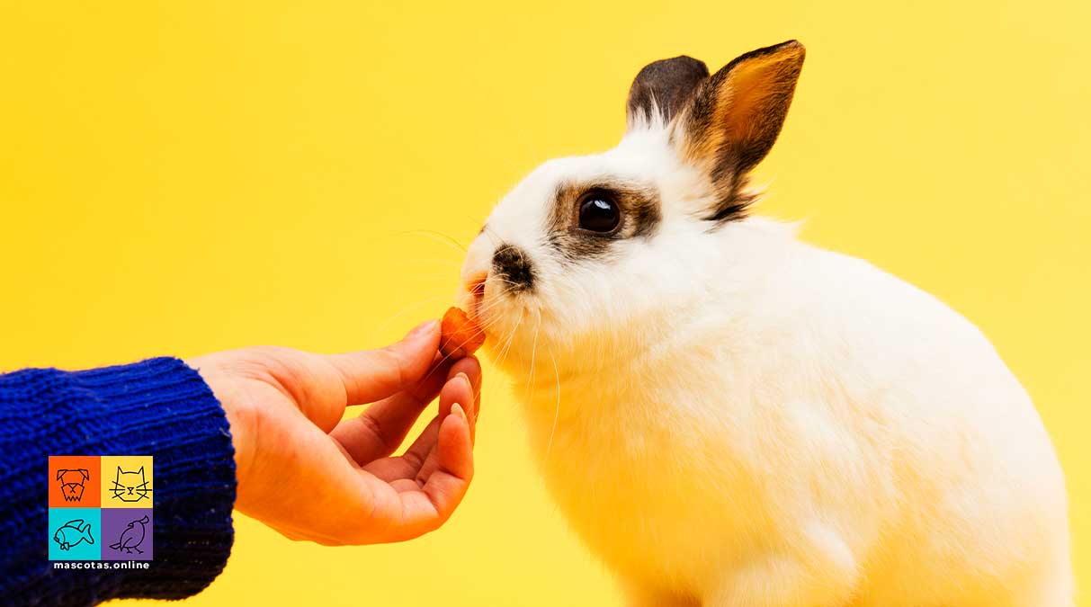 Alimentos que no deben comer los conejos
