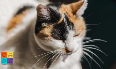 Bigotes de gato: ¿para qué sirven?