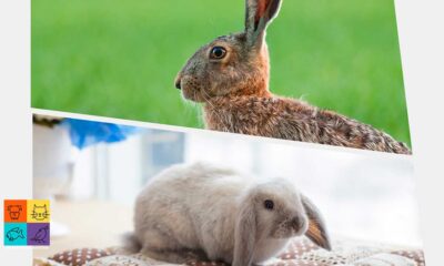 Diferencias entre conejos y liebres: similitudes y características