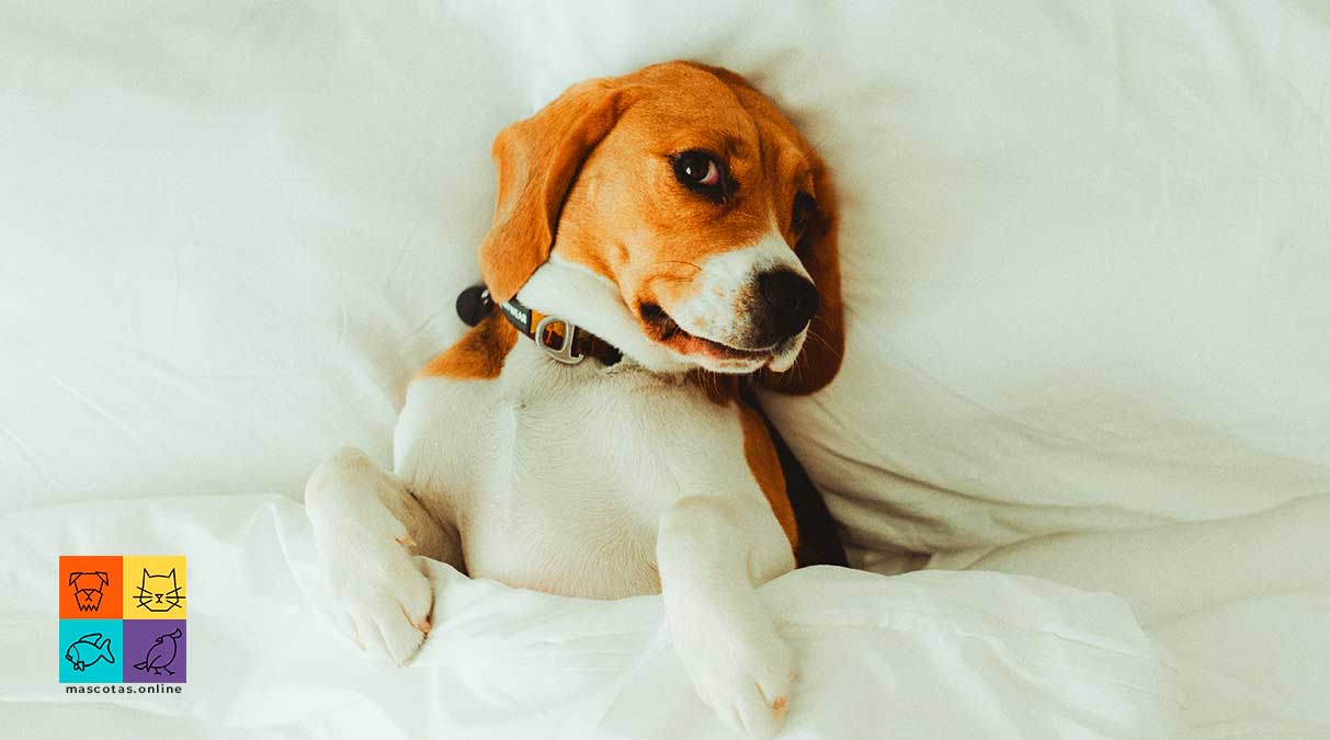 Por qué tiemblan los perros cuando duermen