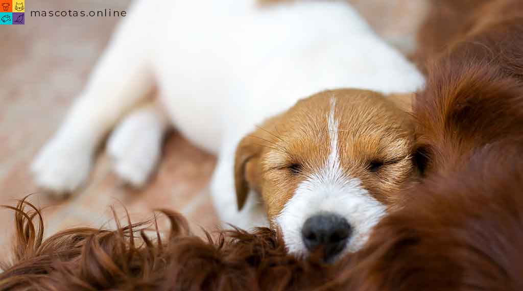 perro dormido en un sillon