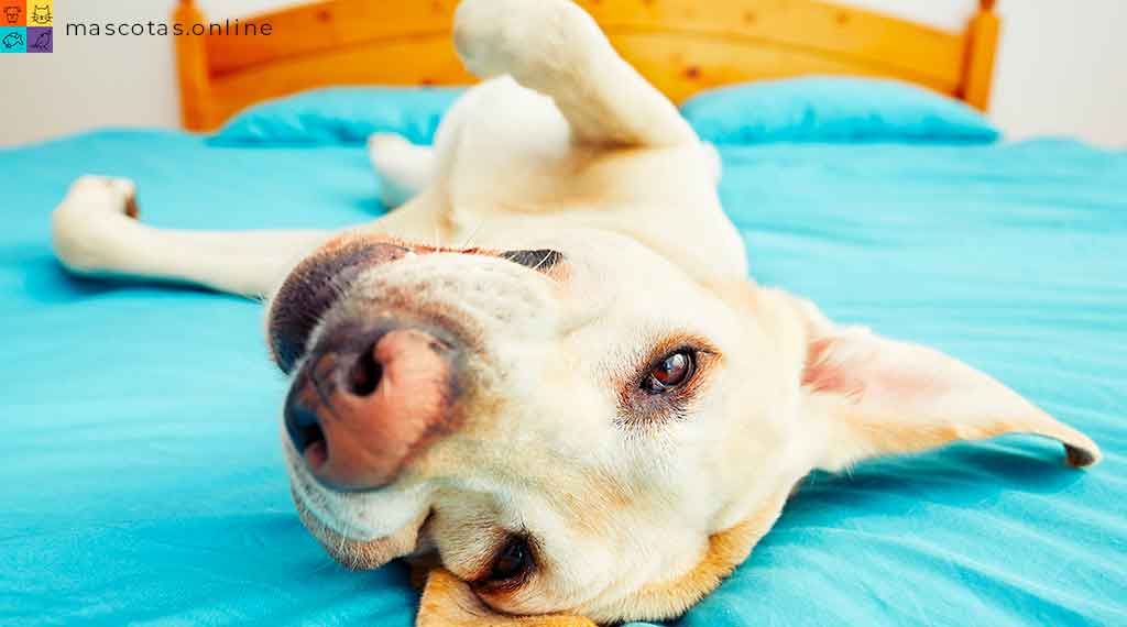 perro acostado en la cama