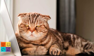 Top 10: lo que odian los gatos