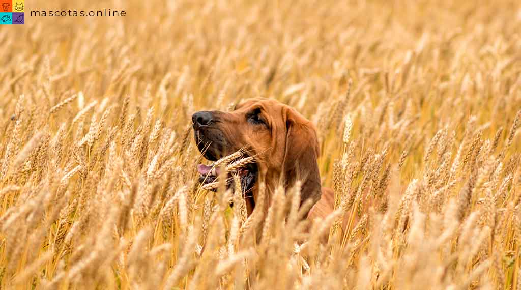 Bloodhound o Perro de San Huberto: temperamento, carácter y cuidados