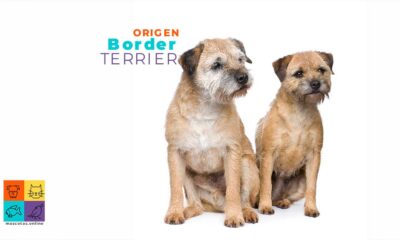 Border terrier: temperamento, carácter y cuidados