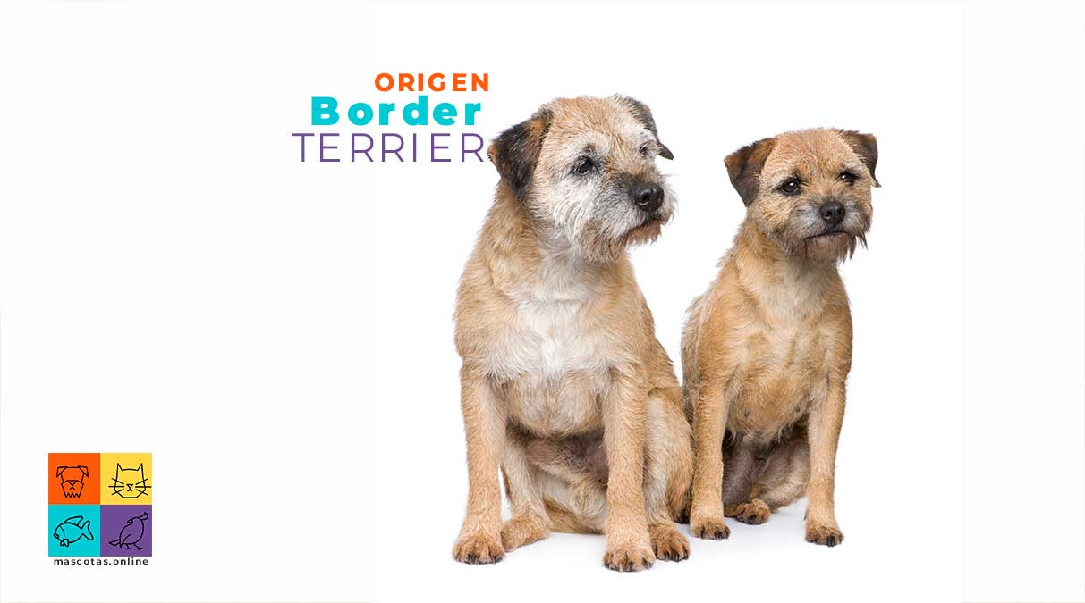 Border terrier: temperamento, carácter y cuidados
