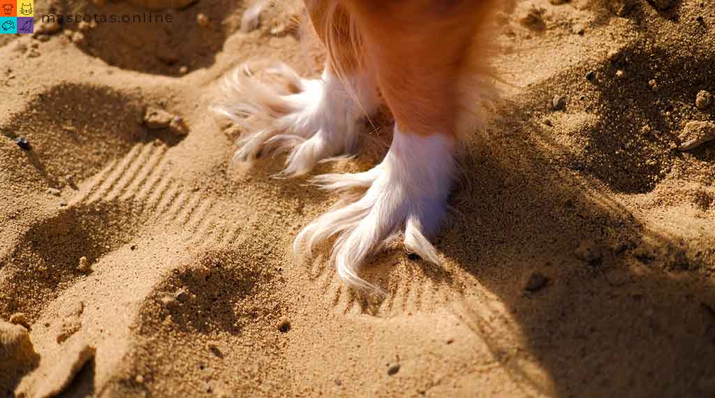 perro en la arena