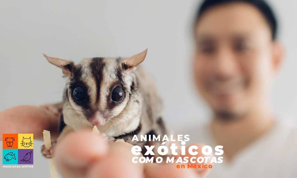 ¿Qué animales exóticos se pueden tener en México? Mascotas